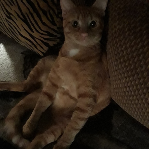 squeakycat9